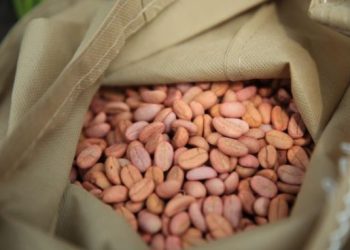 MAGA impulsa la producción de café con entrega de semillas