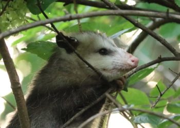 El tacuacín es una de las especies animales en las que se detectó el virus del covid-19.