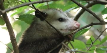 El tacuacín es una de las especies animales en las que se detectó el virus del covid-19.