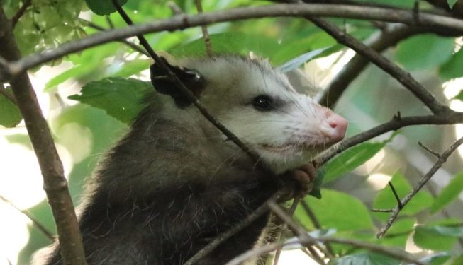 El tacuacín es una de las especies animales en las que se detectó el virus del covid-19.