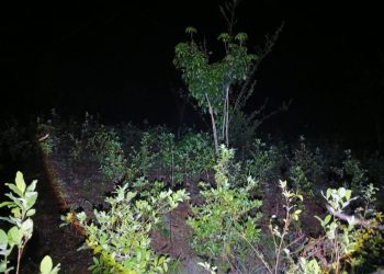 PNC localiza y erradica más de 75 mil arbustos de coca en Alta Verapaz