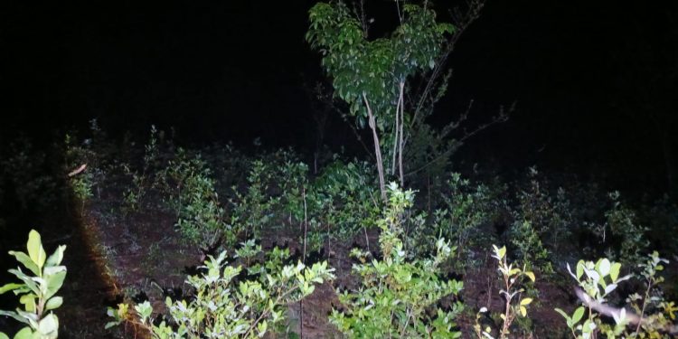 PNC localiza y erradica más de 75 mil arbustos de coca en Alta Verapaz