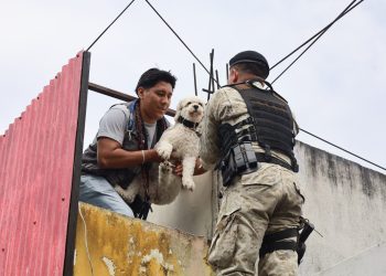 Rescate de dos perritas en zona 7 capitalina. / Foto: MAGA.