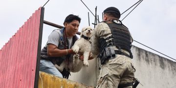 Rescate de dos perritas en zona 7 capitalina. / Foto: MAGA.