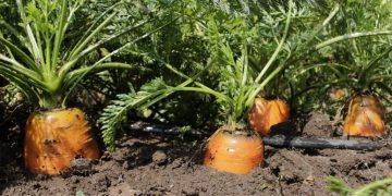 Visar facilita el comercio y asegurando que los beneficios de las importaciones lleguen a todos los guatemaltecos. / Foto: MAGA