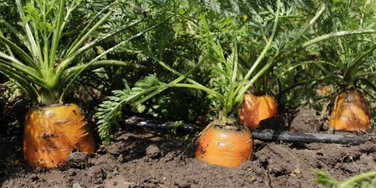 Visar facilita el comercio y asegurando que los beneficios de las importaciones lleguen a todos los guatemaltecos. / Foto: MAGA