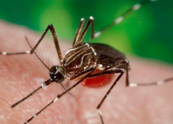 Médicos del IGSS hacen llamado a la población a evitar la propagación de zancudos transmisores de enfermedades en esta época lluviosa.