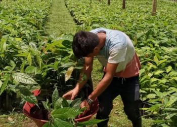 El cacao petenero recibe un impulso con la ayuda del MAGA