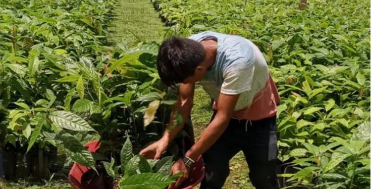 El cacao petenero recibe un impulso con la ayuda del MAGA
