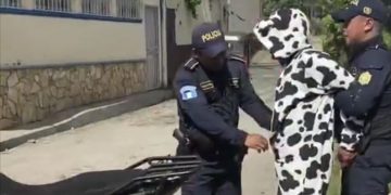 Capturan a hombre disfrazado de vaca que portaba un cuchillo