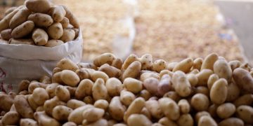 La Feria del Agricultor destaca por su enfoque en llevar productos frescos del campo directamente a la mesa.