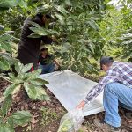 MAGA intensifica control de plagas en fincas de aguacate en Chimaltenango