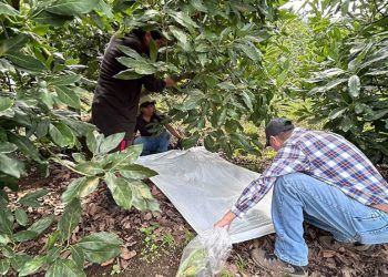 MAGA intensifica control de plagas en fincas de aguacate en Chimaltenango