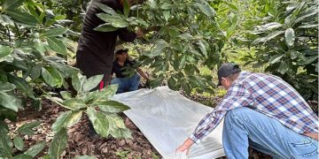 MAGA intensifica control de plagas en fincas de aguacate en Chimaltenango