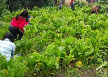 Niños de Chixolis recolectan su primera cosecha en huerto escolar