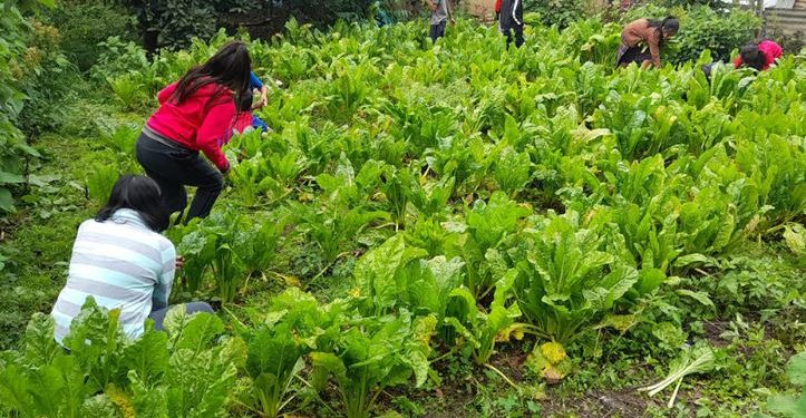 Niños de Chixolis recolectan su primera cosecha en huerto escolar