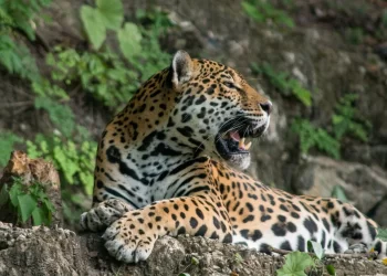 El jaguar es un símbolo de la cultura maya. / Foto: Conap.