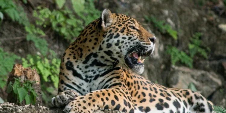 El jaguar es un sÃ­mbolo de la cultura maya. / Foto: Conap.