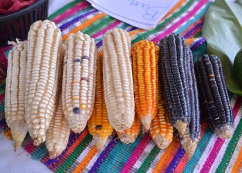 Gobierno celebrará durante una semana el Dia Nacional del Maíz. / Foto: MAGA.