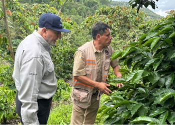 Café guatemalteco llega a Estados Unidos. / Foto: MAGA.