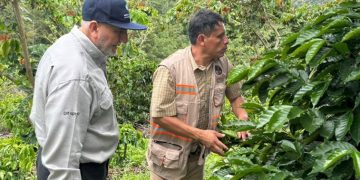 Café guatemalteco llega a Estados Unidos. / Foto: MAGA.