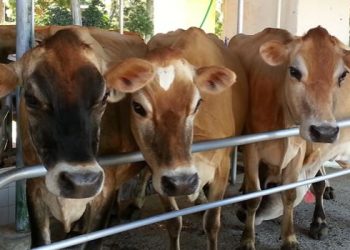 La importancia de la ganadería en el medio ambiente