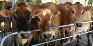 La importancia de la ganadería en el medio ambiente