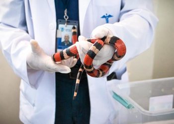 El Ministerio de Salud ofrece información sobre las serpientes ante las inundaciones. / Foto: MSPAS.