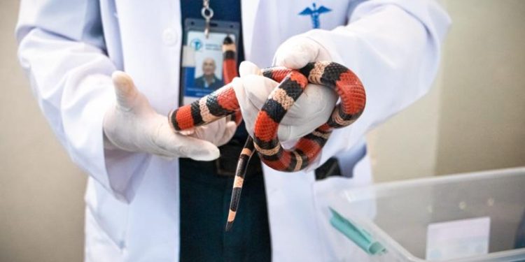 El Ministerio de Salud ofrece información sobre las serpientes ante las inundaciones. / Foto: MSPAS.