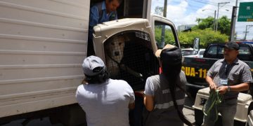 Una de las mascotas rescatadas en zona 1 capitalina por la UBA. / Foto: MAGA.