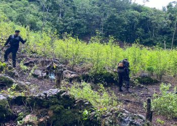 Agentes antinarcóticos erradican más de 190 mil arbustos de hoja de coca