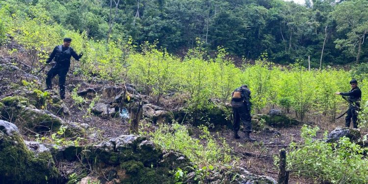 Agentes antinarcóticos erradican más de 190 mil arbustos de hoja de coca