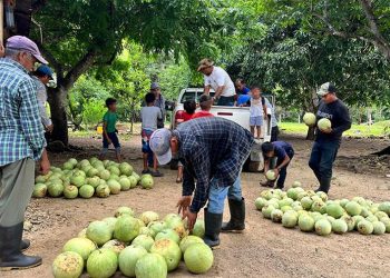 Apoyan colecta de cosecha de sandía en Poptún, Petén. / Foto: MAGA.