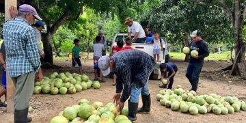 Apoyan colecta de cosecha de sandía en Poptún, Petén. / Foto: MAGA.