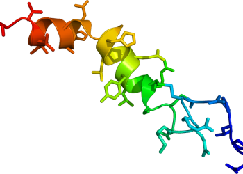 Cadena de orexina en el cerebro. / Foto: Wikipedia.