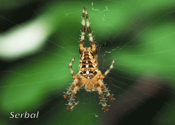 Cierta araña puede manipular la luz de las luciérnagas para atrapar comida. / Foto: Naturaleza para Todos.