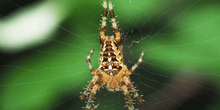 Cierta araña puede manipular la luz de las luciérnagas para atrapar comida. / Foto: Naturaleza para Todos.