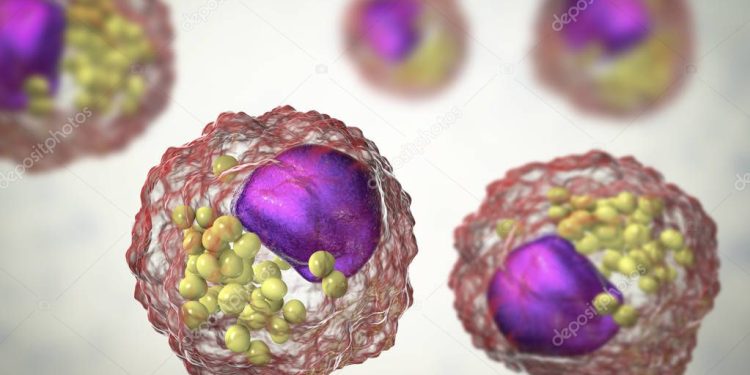 Descubren nuevo tipo de células macrófagas regenerativas. / Foto: Deposiphotos.