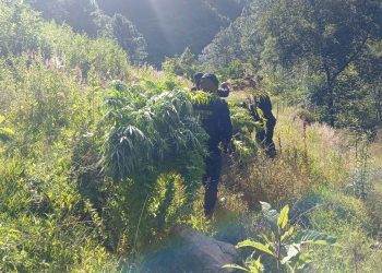 PNC y Ejército erradican marihuana valorada en más de un 1.7 millones de quetzales