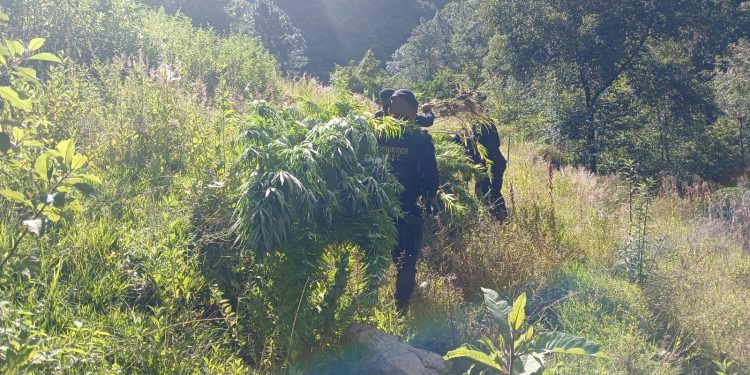 PNC y Ejército erradican marihuana valorada en más de un 1.7 millones de quetzales