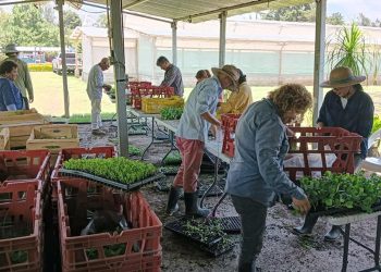 Escuelas se Jutiapa reciben pilones de hortalizas para huertos. / Foto: MAGA.