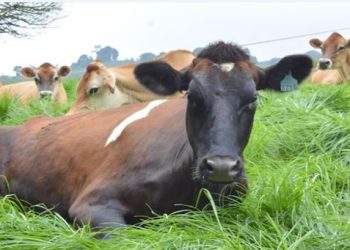 Guatemala sigue comprometida en su lucha contra el gusano barrenador. / Foto: MAGA.