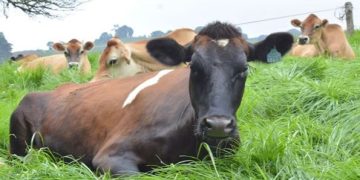 Guatemala sigue comprometida en su lucha contra el gusano barrenador. / Foto: MAGA.