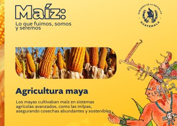 Guatemala celebra el Día Nacional del Maíz, símbolo de cultura e identidad