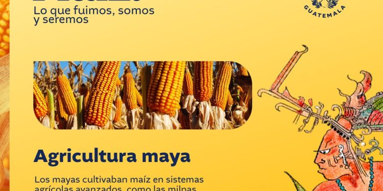 Guatemala celebra el Día Nacional del Maíz, símbolo de cultura e identidad