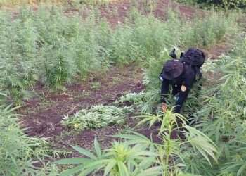 Erradicación de marihuana en Petén. /Foto: PNC.