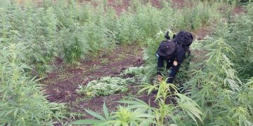 Erradicación de marihuana en Petén. /Foto: PNC.