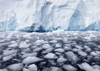 Gripe aviar se extiende por la Antártida. / Foto: EFEverde.