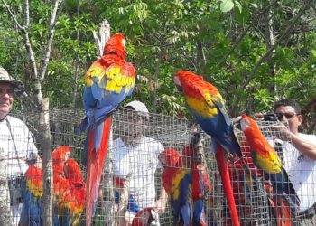 Conap llama a la población a denuncia el tráfico y venta ilegal de guacamayas. / Foto: Conap.