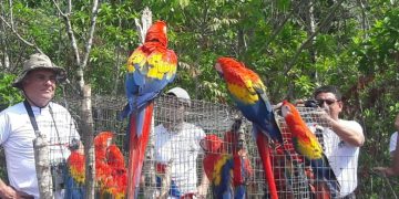 Conap llama a la población a denuncia el tráfico y venta ilegal de guacamayas. / Foto: Conap.